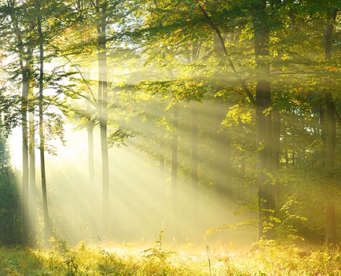 Hypnosis - Sun streaming thru forest
