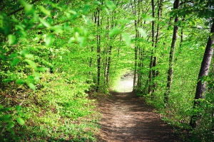 image for mental health - pathway through forest